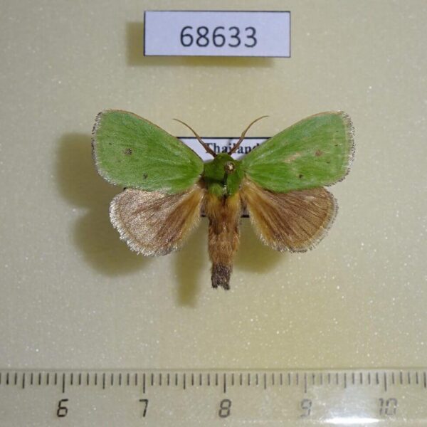 Limacodidae Parasa bicolor Thailand