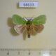 68633p Limacodidae Parasa bicolor Thailand $12