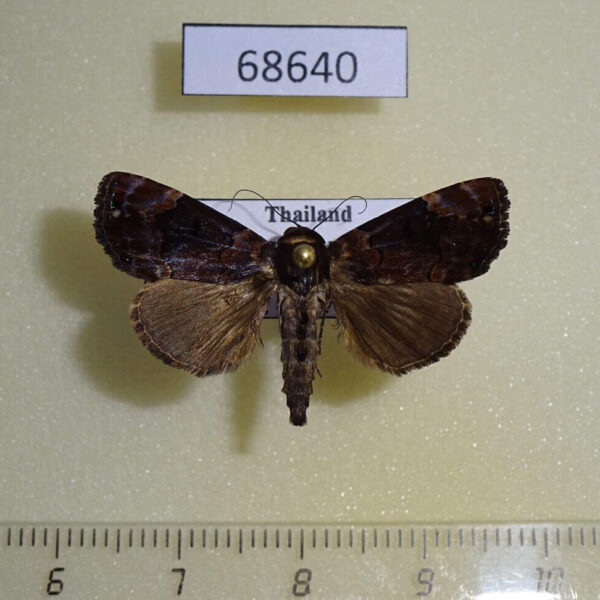Noctuidae Dinumma placens Thailand