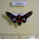 68641p Thyrididae Glanycus insolitus Vietnam $30