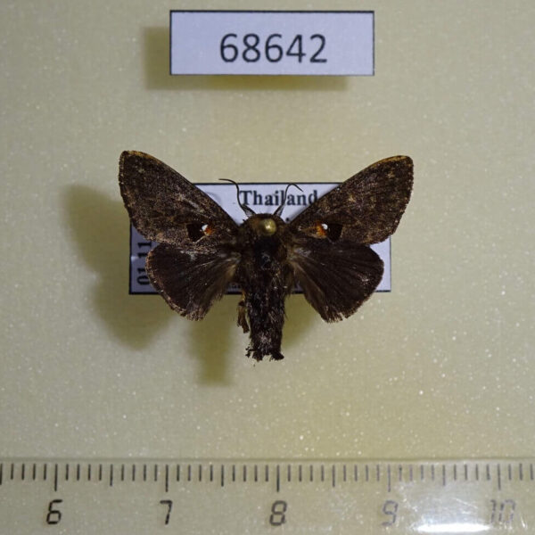 Limacodidae Chalcocelis dydima Thailand