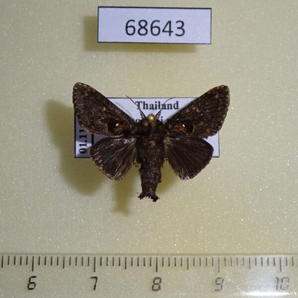 Limacodidae Chalcocelis dydima Thailand