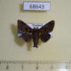 68643p Limacodidae Chalcocelis dydima Thailand $9