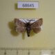 68645p Limacododae sp. Thailand $6