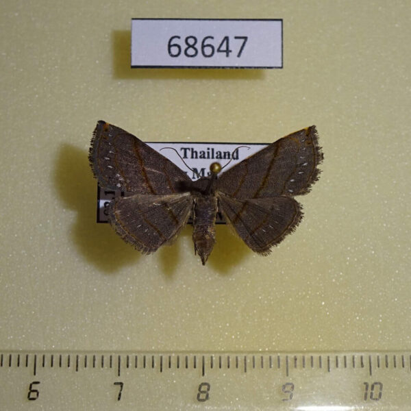 Noctuidae sp. Thailand