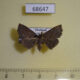 68647p Noctuidae sp. Thailand $8