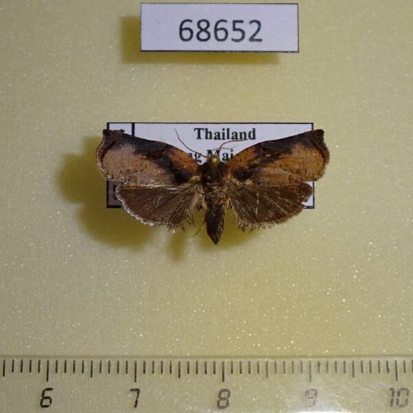 Tortricidae Homona eductana Thailand