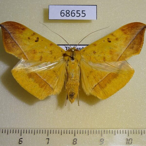 Noctuidae Hamodes lutea Thailand