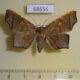 68656p Noctuidae Episparis costistriga f Thailand $7