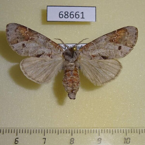 Notodontiidae Clostera fulgurita f Thailand