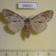 68661p Notodontiidae Clostera fulgurita f Thailand $12