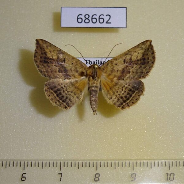 Noctuidae Blasticorhinus sp. Thailand