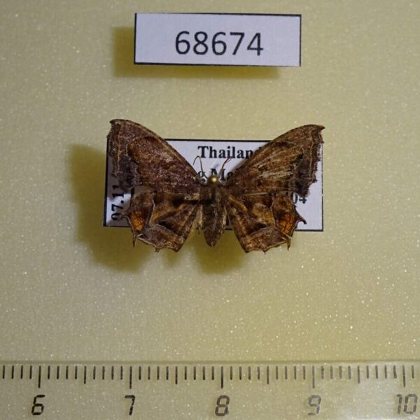 Uraniidae Dysaethria fulvihamata f Tailand