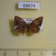 68674p Uraniidae Dysaethria fulvihamata f Tailand $8