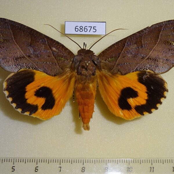 Noctuidae Eudocima cajeta Thailand
