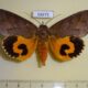 68675p Noctuidae Eudocima cajeta Thailand $25