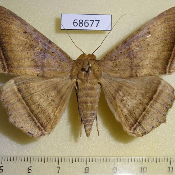 Noctuidae Hulodes caranea f Thailand