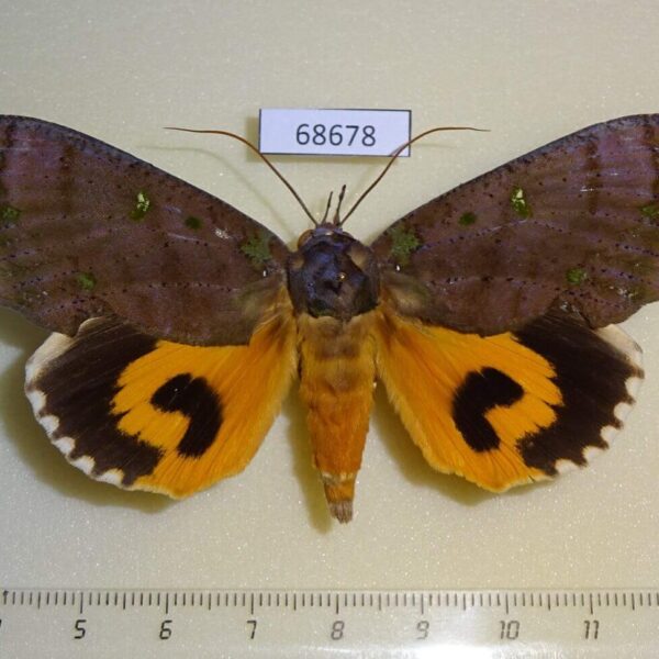 Noctuidae Eudocima discrepans Thailand
