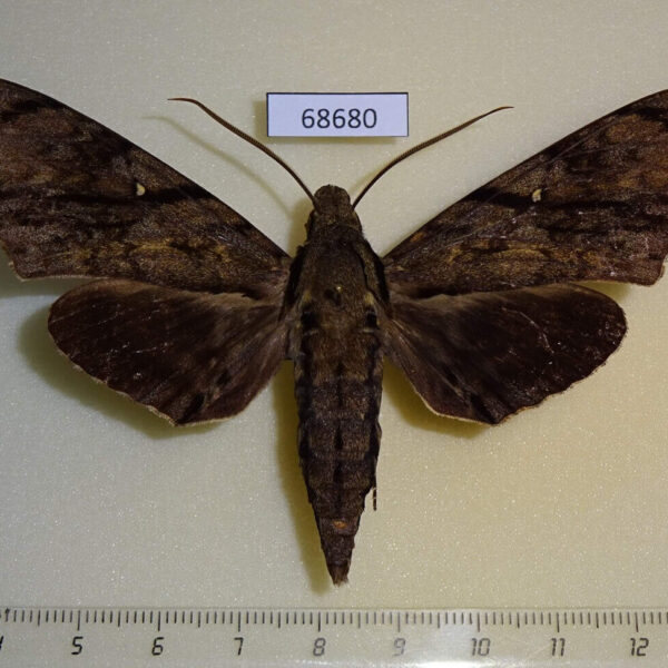 Sphingidae Cerberonoton rubescens Thailand