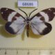 68686p Zygaenidae Corma zelica Thailand $18