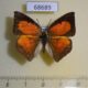 68689p Lycaenidae Curetis bulis bulis Thailand $9