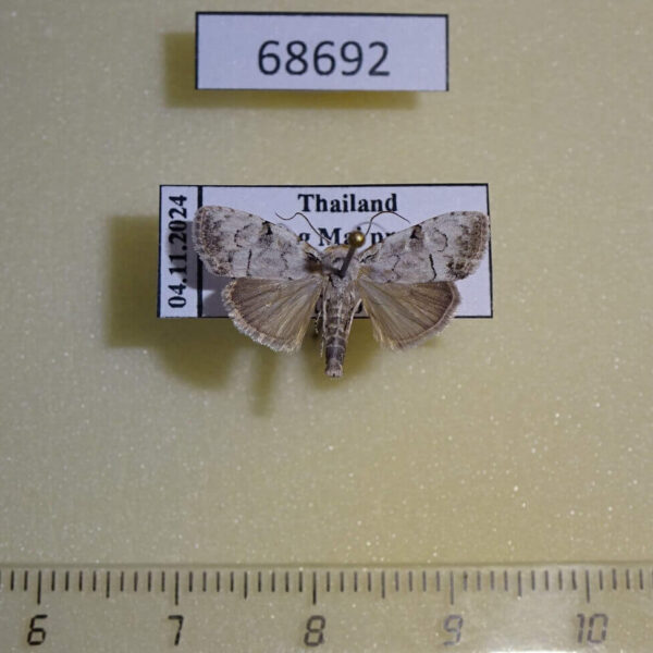 Noctuidae Barasa lunisigna Thailand
