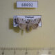 68692p Noctuidae Barasa lunisigna Thailand $9