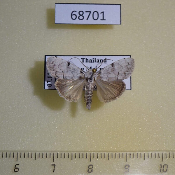 Noctuidae Barasa lunisigna Thailand