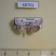 68701p Noctuidae Barasa lunisigna Thailand $9