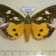 68707p Noctuidae Eudocima hypermnestra f Thailand $18