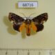 68716p Noctuidae Tambana entoxantha Thailand $25