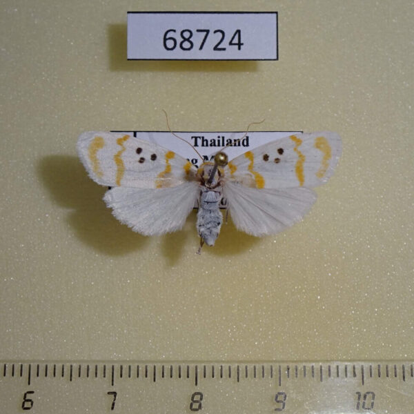 Arctiidae Cyana arama f Thailand
