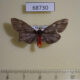 68730p Arctiidae Lemira miniatrata f Thailand $30