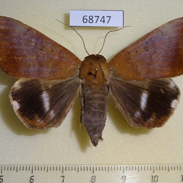 Noctuidae Achaea serva Thailand