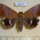 68747p Noctuidae Achaea serva Thailand $10