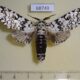 68749p Notodontiidae Paracerura priapus Thailand $12