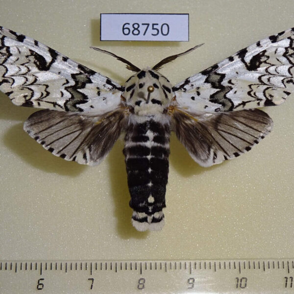 Notodontiidae Paracerura priapus Thailand