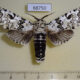 68750p Notodontiidae Paracerura priapus Thailand $15