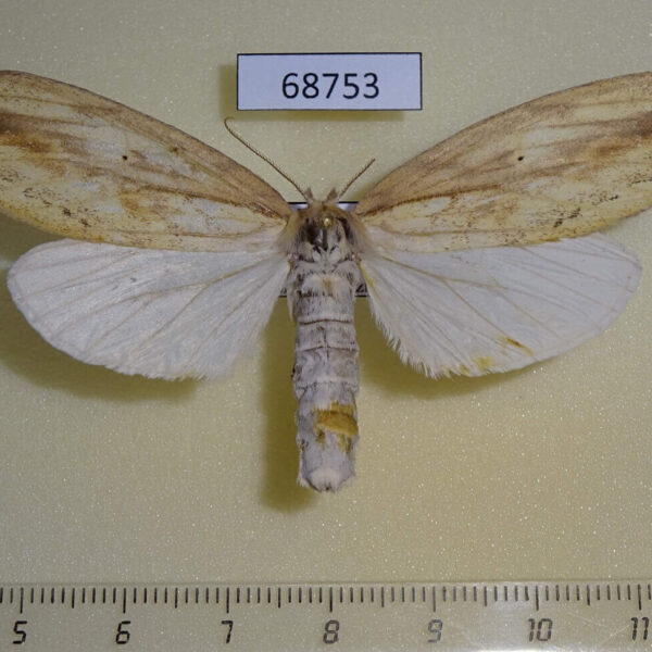 Notodontiidae Periergos genitale f Thailand