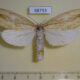 68753p Notodontiidae Periergos genitale f Thailand $9