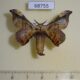 68755p Bombycidae Gunda javanica Thailand $12