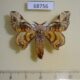 68756p Bombycidae Gunda ochracea Thailand $15