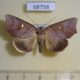 68758p Noctuidae Pterogonia aurigutta f Thailand $15