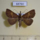 68760p Noctuidae Oxaenanus brontesalis Thailand $8