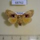 68762p Limacodidae Chalcocelis dydima f Thailand $10