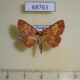 68763p Noctuidae Sarobides inconclusa Thailand $7