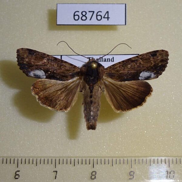 Noctuidae Sasunaga tenebrosa Thailnad