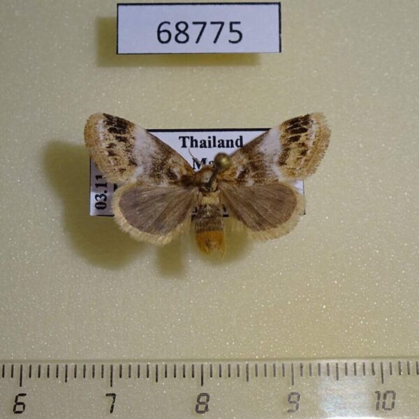 Lymantridae sp. f Thailand