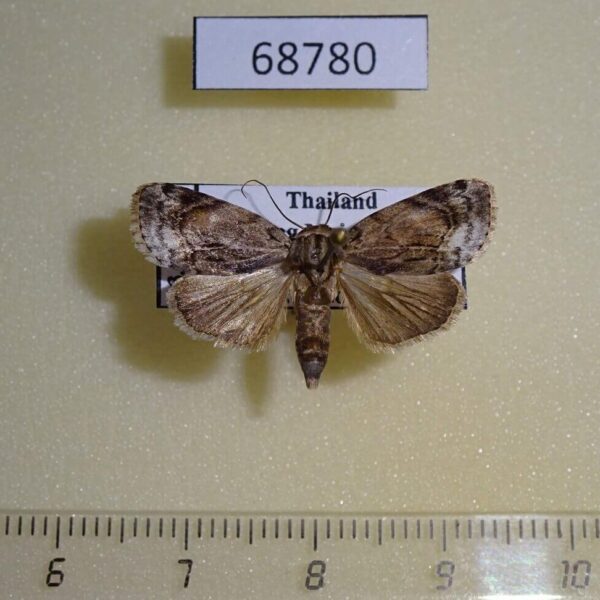 Noctuidae Giaura robusta Thailand