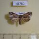 68780p Noctuidae Giaura robusta Thailand $10